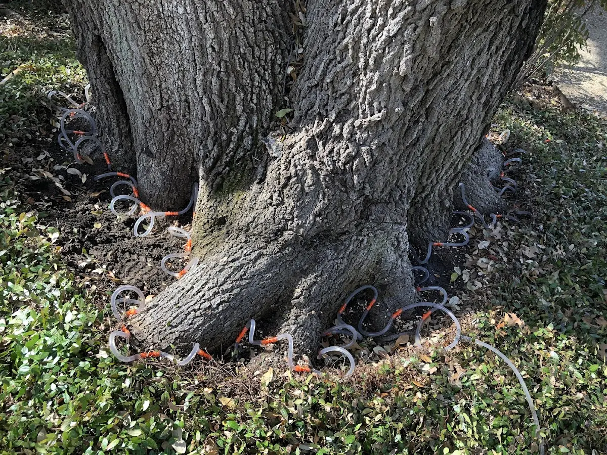 Detailed Tree Cabling and Bracing job site in Bangor