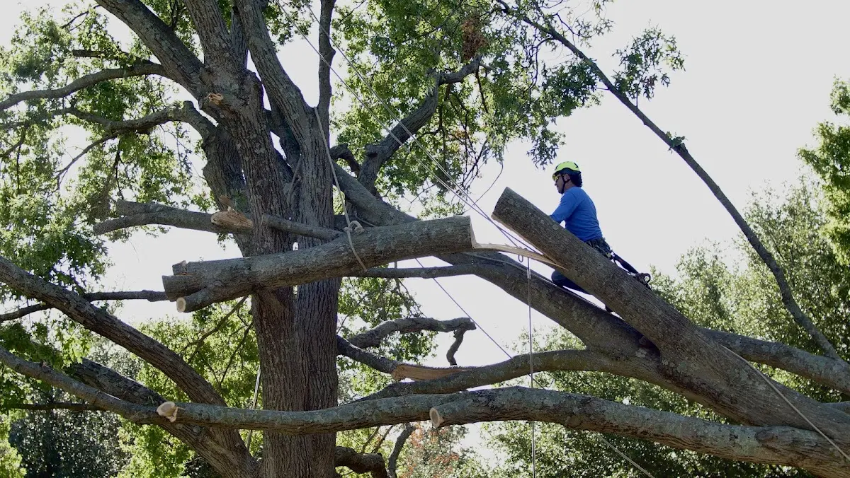 Professional Hazardous Tree Removal performed by certified arborists in Bangor